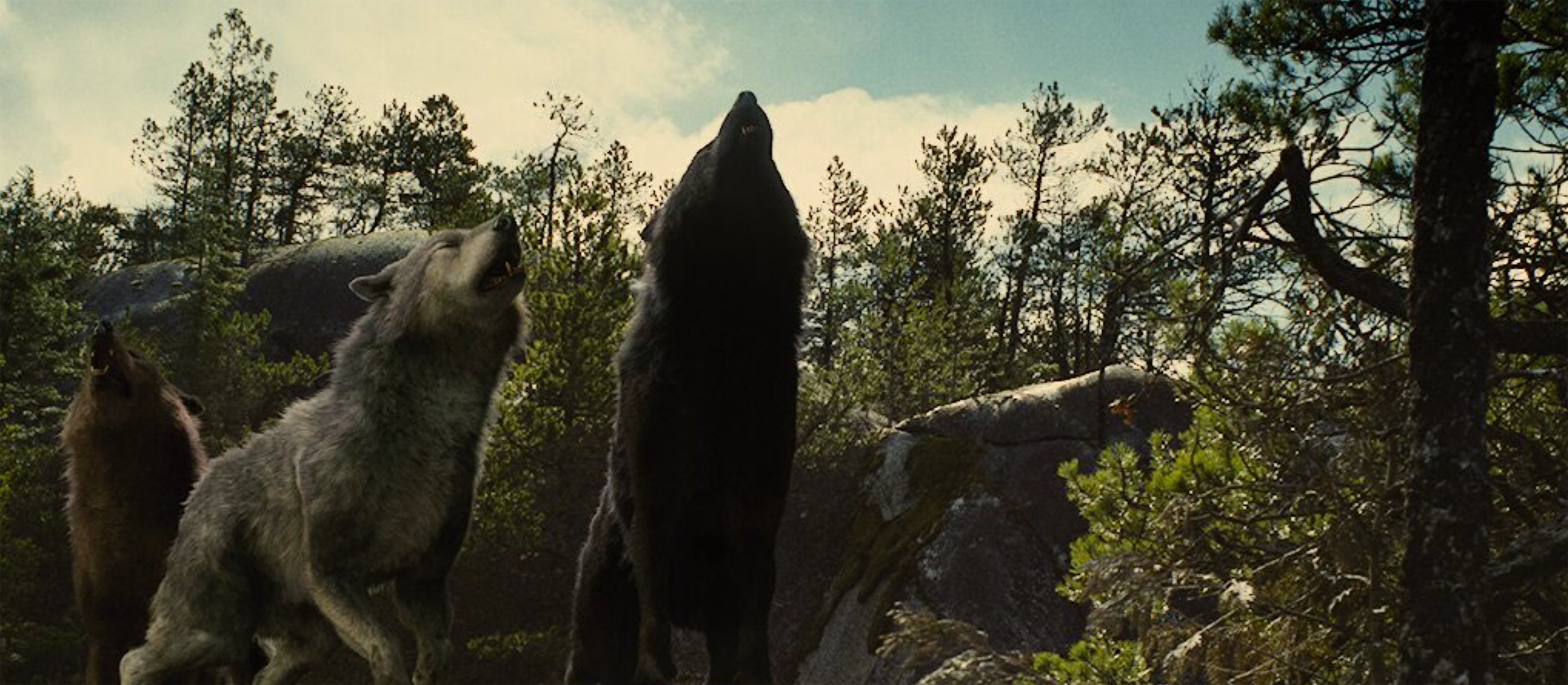 Breaking Dawn